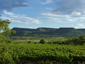 Mas Foulaquier - Vins de L'Hérault Pic Saint Loup